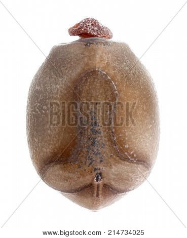 Egg of stick insects - Pharnacia sp. Bicol