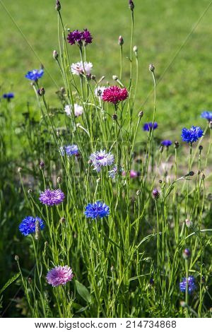 Beautiful meadow field with wild flowers colorful cornflowers. Spring or summer wildflowers closeup. Health care concept. Rural field. Alternative medicine. Environment