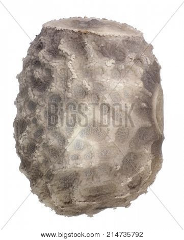 Egg of stick insects - Pseudophasma rufipes