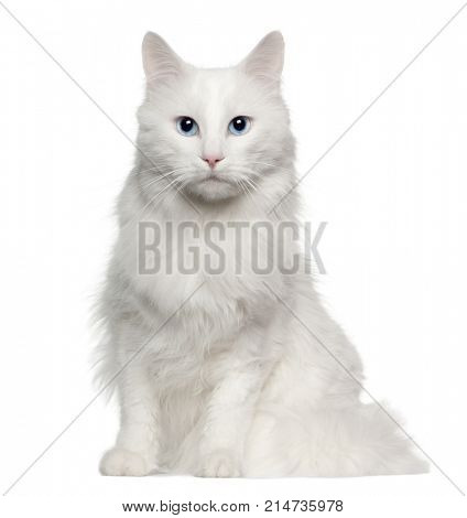 Portrait of Turkish Angora cat, 4 years old, sitting in front of white background