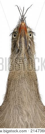 Portrait of Red-legged Seriema or Crested Cariama, Cariama cristata in front of white background