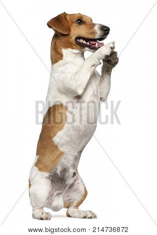 Jack Russell Terrier, 12 months old, standing up in front of white background