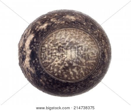 Egg of stick insects - Peruphasma schultei