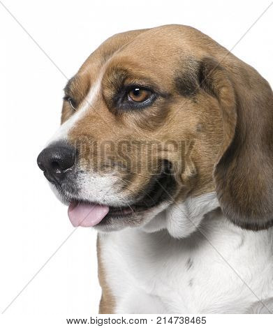 Close-up on a dog , side view, Beagle (4 years old) in front of white background (Digital enhancement)