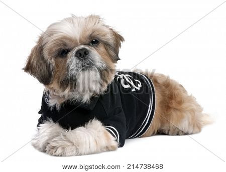 Shih Tzu dressed-up (6 years old) in front of a white background