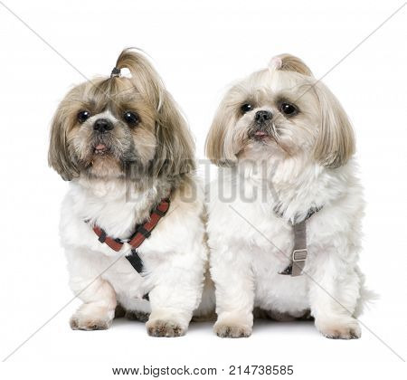 Couple of Shih Tzu sitting in front of a white background