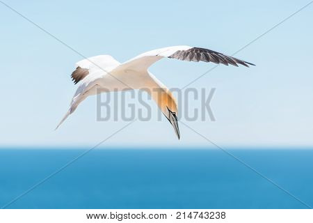 Closeup Of One Isolated White Gannet Bird Searching For Partner By Blue Ocean Bay On Bonaventure Isl