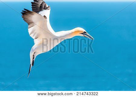 Closeup Of One Isolated White Gannet Bird Searching For Partner By Blue Ocean Bay On Bonaventure Isl