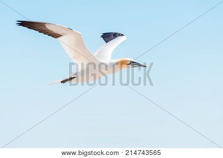 Closeup Of One Isolated White Gannet Bird Searching For Partner By Blue Ocean Bay On Bonaventure Isl