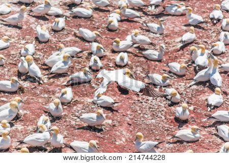 Aerial Flat Top View Of White Gannet Bird Colony Nesting On Cliff On Bonaventure Island In Perce, Qu