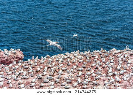 Overlook Of White Gannet Birds Colony Nesting On Cliff On Bonaventure Island In Perce, Quebec, Canad