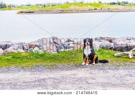 Funny happy Australian Shepherd dog in Bonaventure city in Gaspesie Quebec Canada region