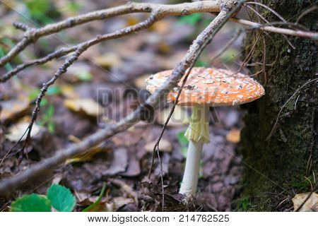 Mushroom fly agaric in the forest near the tree