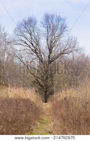 Solitaire Tree On Spring Season