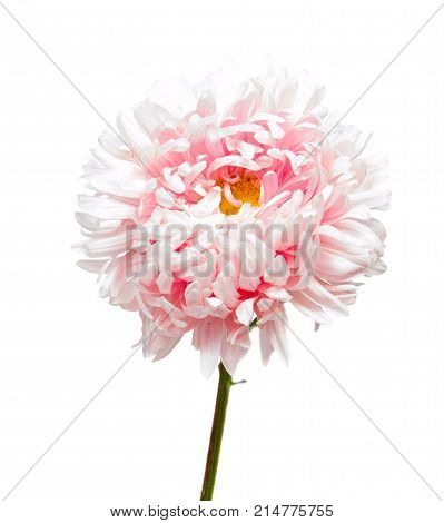 Colorful aster flowers isolated on white background