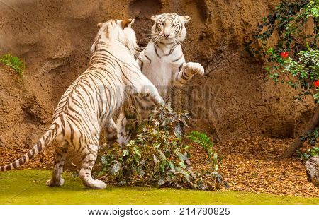 fighting between two white tigers portrait in their habitat