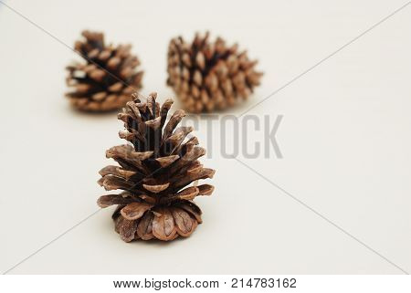 Pine cone on white background. Cristmas or Winter