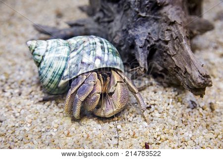 hermit crab exotic pet in aquarium with old wood