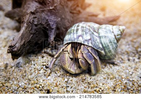 hermit crab exotic pet in aquarium sand and dry wood decoration