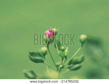 bright red blossoms of beautiful Chinese roses bloom in the garden