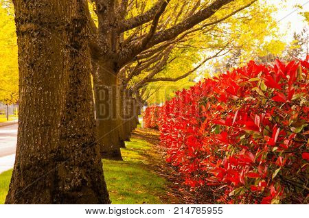 red bushes and green trees alley in fall