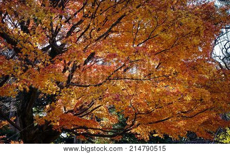 Autumn Scenery In Tokyo, Japan
