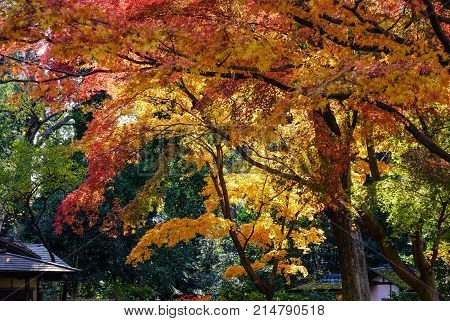 Autumn Scenery In Tokyo, Japan
