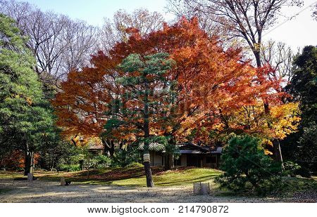 Autumn Scenery In Tokyo, Japan