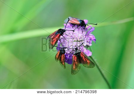 Zygaenidae butterfly. Zygaena viciae, the New Forest burnet, is a member of the Zygaenidae family.