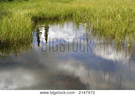 在池塘中的体现