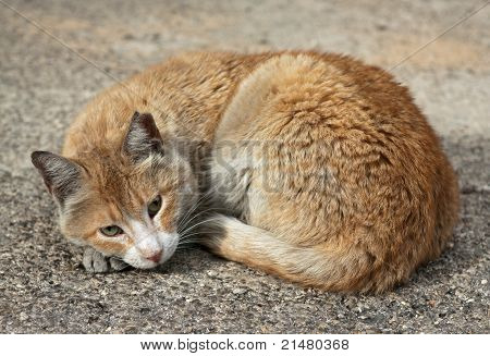 Homeless Cat