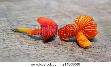 Hygrocybe miniata commonly known as the vermilion waxcap