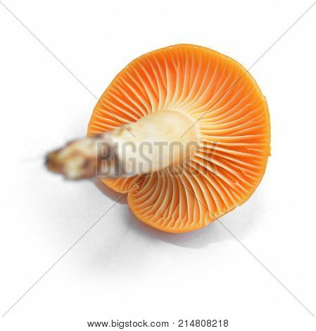 Cuphophyllus pratensis mushroom isolated on white background