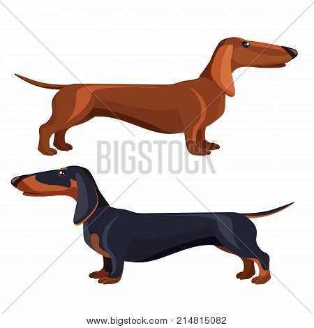 Dachshund dog with smooth black fur and long ears sits on hind legs, lies curled up and stands in profile isolated vector illustrations set on white background.