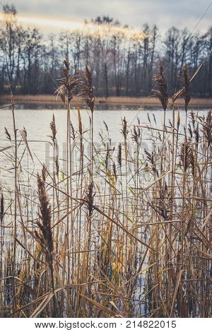 Reed On The Shore Of The Lake