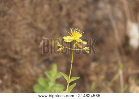 Flower Of The St. John Wort Hypericum Quartinianum