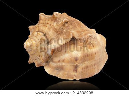 Close-up a shell isolated on a black background