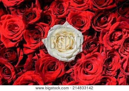 Natural rose flowers background free space. Oone white rose among red roses. Individuality outstanding uniqueness independence think different leadership concept. Out from the crowd