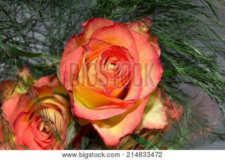 Closeup roses for love for valentine's day