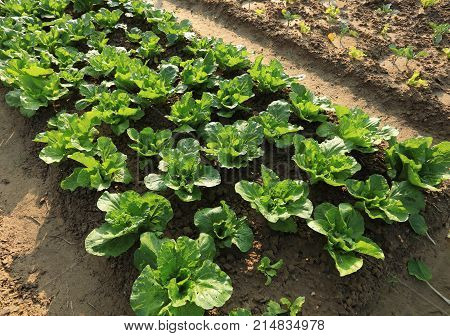 view of green vegetable in grwoth at garden