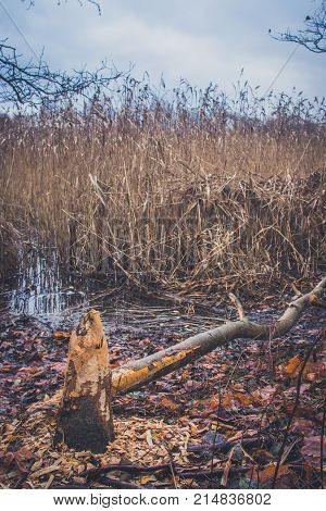 Trunks of trees damaged by beavers in the autumn day.