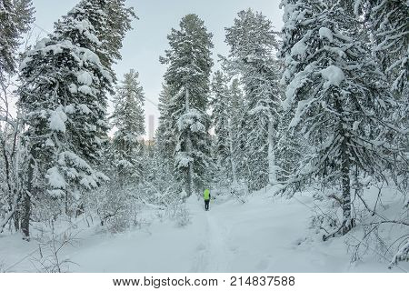 Happy Tourist Girl With A Backpack Walks In A Winter Forest Among Large Trees