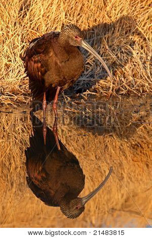 Ibis Showing Long Beak