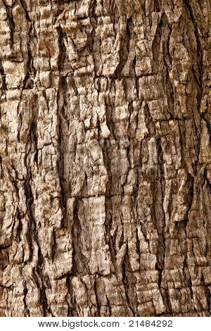 Olive Tree Bark Background