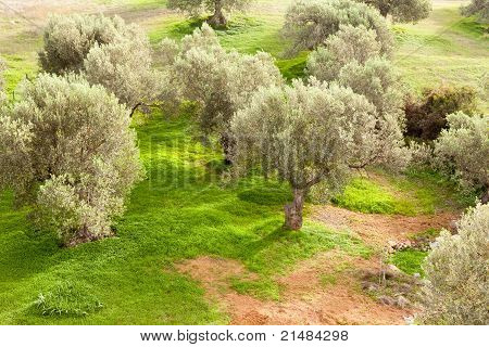 Grove of Olive Trees