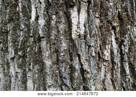 Cracked Uneven Surface Of Dry Tree Bark