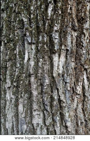 Texture Of Dry Rugged Tree Bark Surface