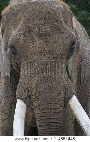 Close Up Portrait Of African Elephant Male