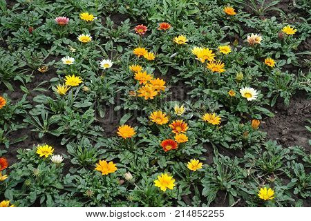 Bright Colorful Flowers Of Gazania In Summer