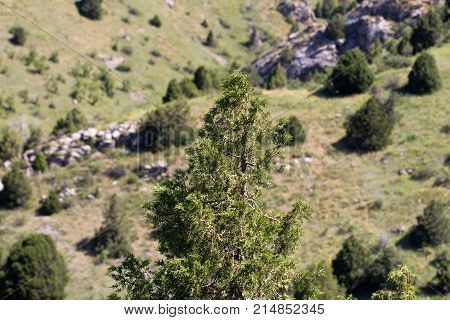 pine tree in the mountains . In the park in nature